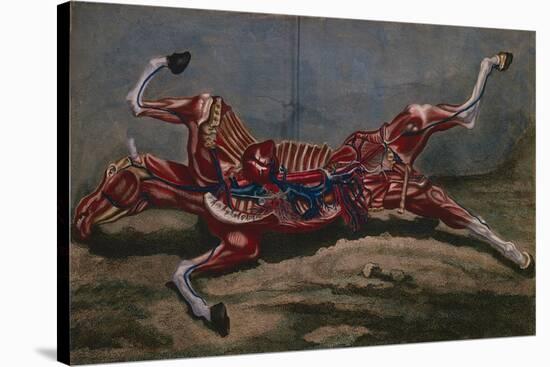 Anatomy of a Horse, from 'Cours D'Hippiatrique Ou Traite Complet De La Medecine Des Chevaux'-Harguinier-Stretched Canvas