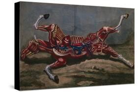 Anatomy of a Horse, from 'Cours D'Hippiatrique Ou Traite Complet De La Medecine Des Chevaux'-Harguinier-Stretched Canvas