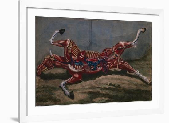 Anatomy of a Horse, from 'Cours D'Hippiatrique Ou Traite Complet De La Medecine Des Chevaux'-Harguinier-Framed Giclee Print