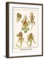 Anatomy of a Lizard-Albertus Seba-Framed Art Print