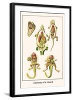 Anatomy of a Lizard-Albertus Seba-Framed Art Print