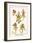 Anatomy of a Lizard-Albertus Seba-Framed Art Print