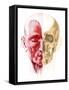 Anatomy of a Male Human Head, with Half Muscles and Half Skull-null-Framed Stretched Canvas