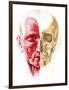 Anatomy of a Male Human Head, with Half Muscles and Half Skull-null-Framed Art Print