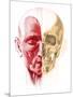 Anatomy of a Male Human Head, with Half Muscles and Half Skull-null-Mounted Art Print