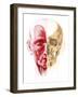 Anatomy of a Male Human Head, with Half Muscles and Half Skull-null-Framed Art Print