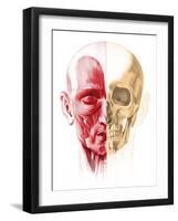 Anatomy of a Male Human Head, with Half Muscles and Half Skull-null-Framed Art Print