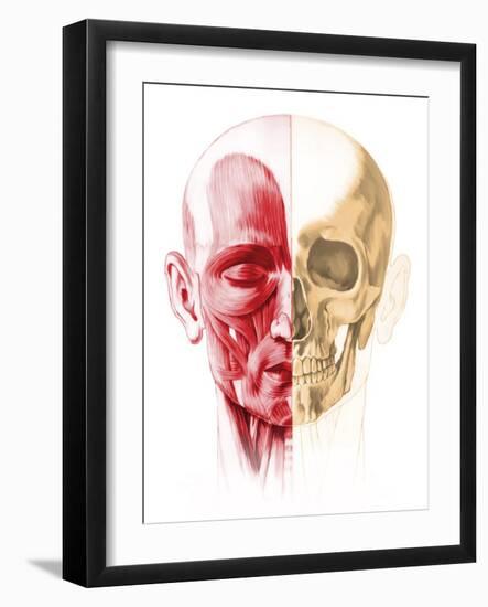 Anatomy of a Male Human Head, with Half Muscles and Half Skull-null-Framed Art Print