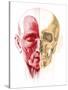 Anatomy of a Male Human Head, with Half Muscles and Half Skull-null-Stretched Canvas