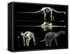 Anatomy of a Titanosaur-Stocktrek Images-Framed Stretched Canvas