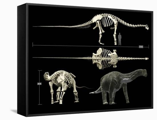 Anatomy of a Titanosaur-Stocktrek Images-Framed Stretched Canvas