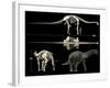 Anatomy of a Titanosaur-Stocktrek Images-Framed Photographic Print