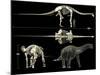 Anatomy of a Titanosaur-Stocktrek Images-Mounted Photographic Print