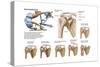 Anatomy of Acromioclavicular Joint Rupture and Displacement-null-Stretched Canvas