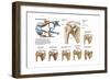 Anatomy of Acromioclavicular Joint Rupture and Displacement-null-Framed Art Print