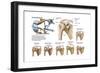 Anatomy of Acromioclavicular Joint Rupture and Displacement-null-Framed Art Print