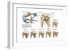 Anatomy of Acromioclavicular Joint Rupture and Displacement-null-Framed Art Print