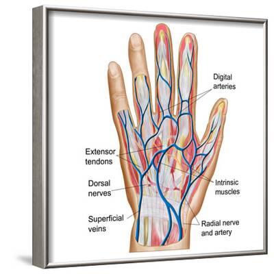 'Anatomy of Back of Human Hand' Photographic Print - Stocktrek Images