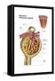 Anatomy of Bowman's Glomerular Capsule-null-Framed Stretched Canvas