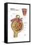 Anatomy of Bowman's Glomerular Capsule-null-Framed Stretched Canvas