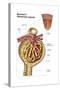 Anatomy of Bowman's Glomerular Capsule-null-Stretched Canvas