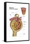 Anatomy of Bowman's Glomerular Capsule-null-Framed Stretched Canvas