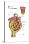 Anatomy of Bowman's Glomerular Capsule-null-Stretched Canvas