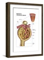 Anatomy of Bowman's Glomerular Capsule-null-Framed Art Print