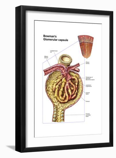 Anatomy of Bowman's Glomerular Capsule-null-Framed Art Print