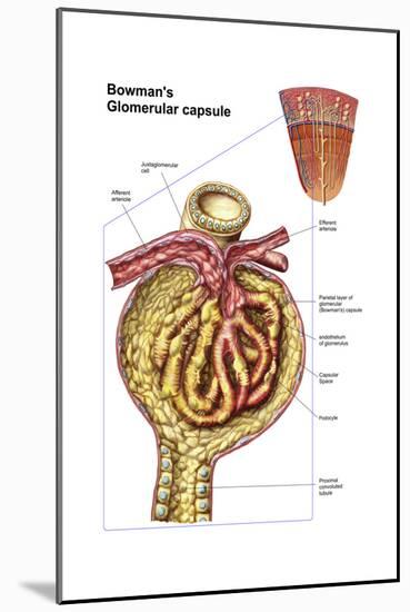 Anatomy of Bowman's Glomerular Capsule-null-Mounted Art Print