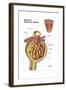 Anatomy of Bowman's Glomerular Capsule-null-Framed Art Print