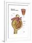 Anatomy of Bowman's Glomerular Capsule-null-Framed Art Print