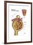 Anatomy of Bowman's Glomerular Capsule-null-Framed Art Print