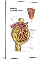 Anatomy of Bowman's Glomerular Capsule-null-Mounted Art Print