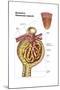 Anatomy of Bowman's Glomerular Capsule-null-Mounted Art Print