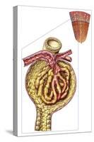 Anatomy of Bowman's Glomerular Capsule-null-Stretched Canvas