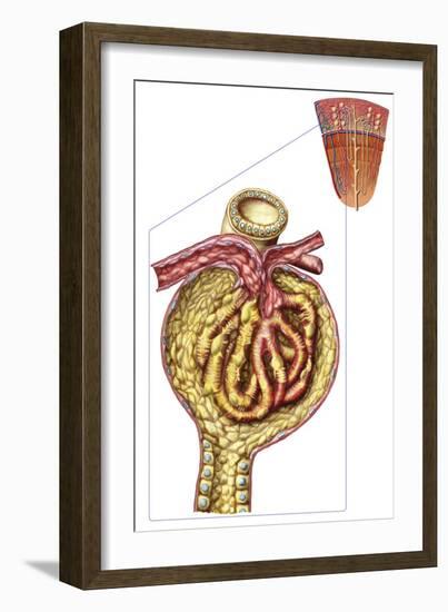 Anatomy of Bowman's Glomerular Capsule-null-Framed Art Print