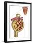 Anatomy of Bowman's Glomerular Capsule-null-Framed Art Print