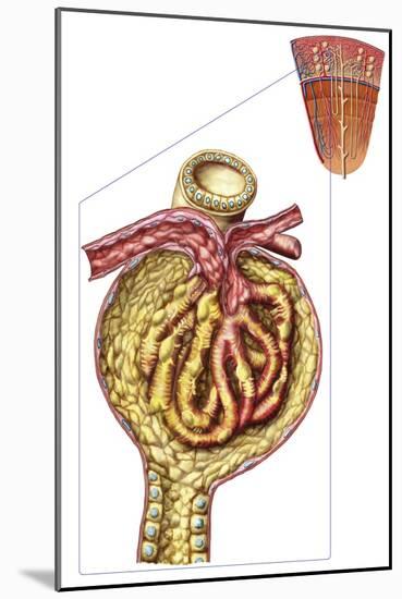 Anatomy of Bowman's Glomerular Capsule-null-Mounted Art Print