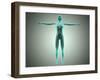 Anatomy of Female Body with Arteries and Veins-null-Framed Art Print