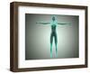 Anatomy of Female Body with Arteries and Veins-null-Framed Art Print