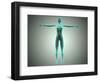 Anatomy of Female Body with Arteries and Veins-null-Framed Art Print