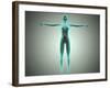 Anatomy of Female Body with Arteries and Veins-null-Framed Art Print