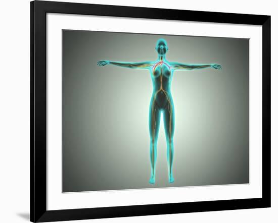 Anatomy of Female Body with Arteries and Veins-null-Framed Art Print