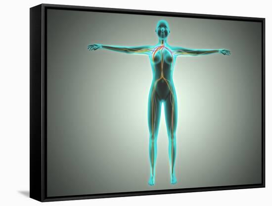 Anatomy of Female Body with Arteries and Veins-null-Framed Stretched Canvas