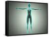 Anatomy of Female Body with Arteries and Veins-null-Framed Stretched Canvas