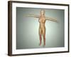 Anatomy of Female Body with Arteries, Veins and Nervous System-null-Framed Art Print