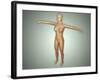 Anatomy of Female Body with Arteries, Veins and Nervous System-null-Framed Art Print