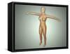 Anatomy of Female Body with Arteries, Veins and Nervous System-null-Framed Stretched Canvas