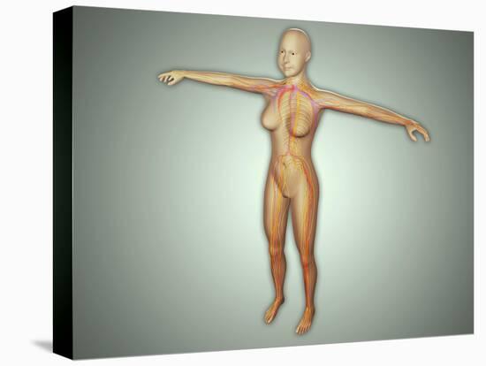 Anatomy of Female Body with Arteries, Veins and Nervous System-null-Stretched Canvas